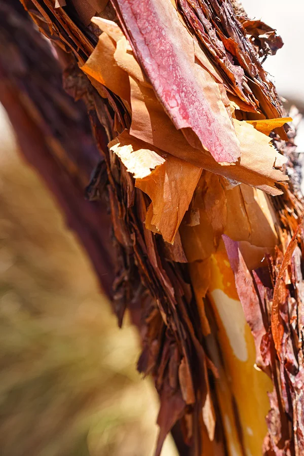14 corteza queñoa 2