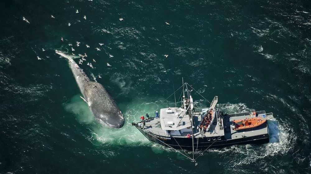 ballena-conservacion-1