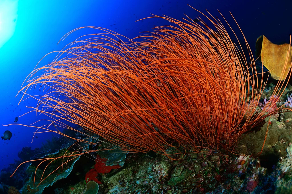 Coral-llamado-Funicula-quadrangularis-.-Afectado-por-las-artes-de-pesca.-Foto-de-Iñigo-Gutiérrez