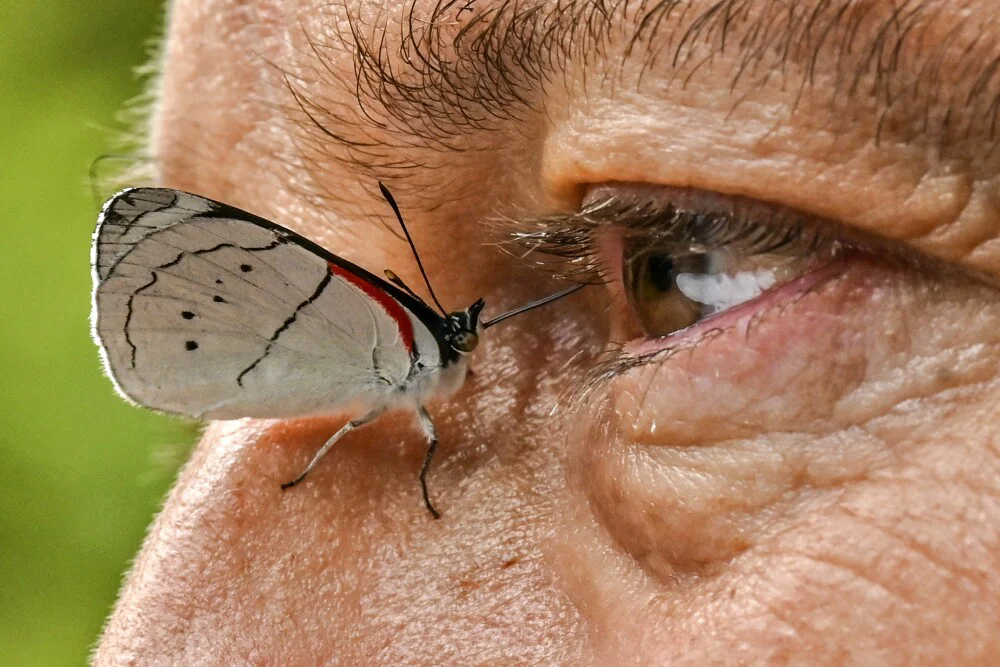 fotografo de mariposas 1