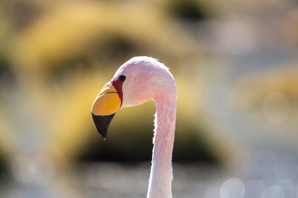 Parina parque nacional volcan isluga