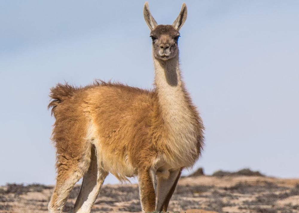 Guanaco. Trabajo de conservación CONAF.