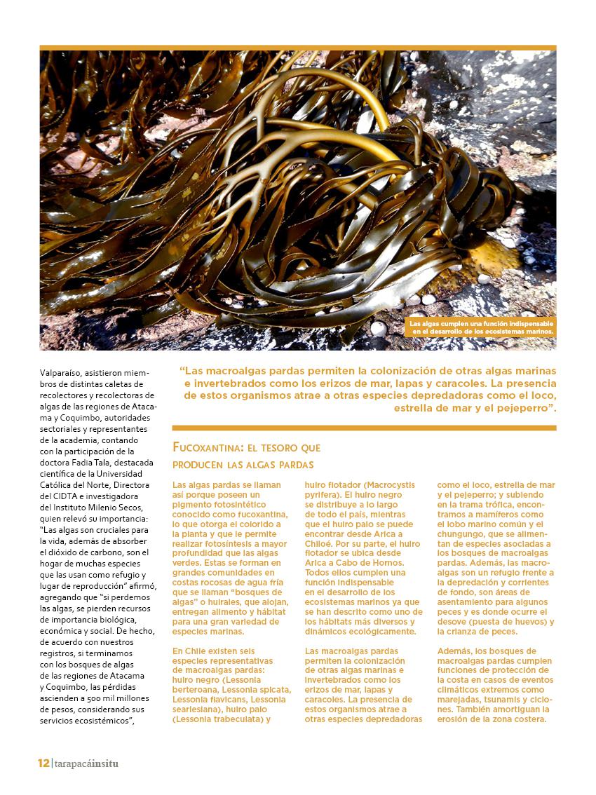Revista Tarapacá Insitu Ed44 - Página12