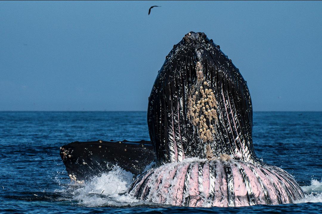 Estudiar-fecas-de-ballenas-1