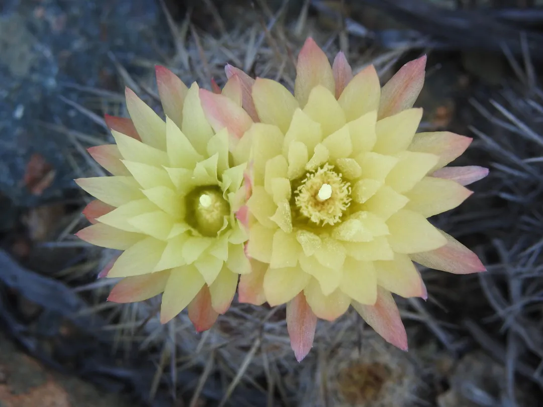 chilenito-amarillo-gaston-carvallo-1080