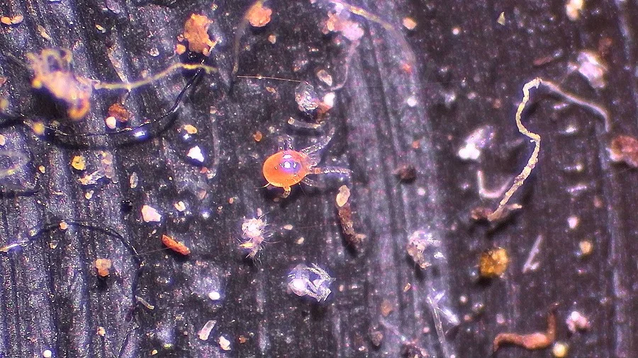PERSIMILIS _NINFAv
