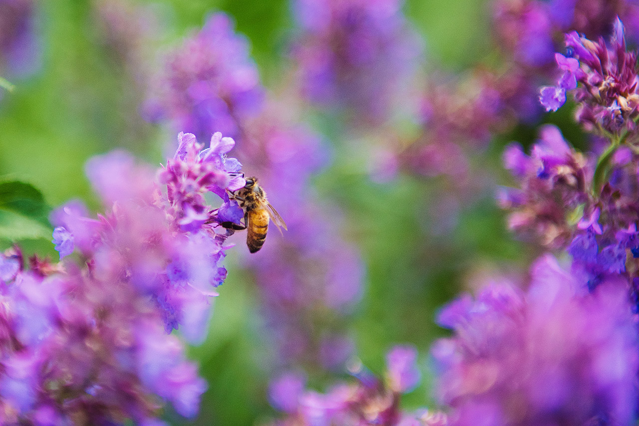 abeja-brillante-campo web