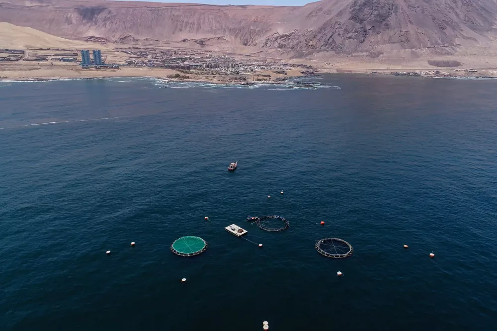 Iquique_corvinas en balsas jaula