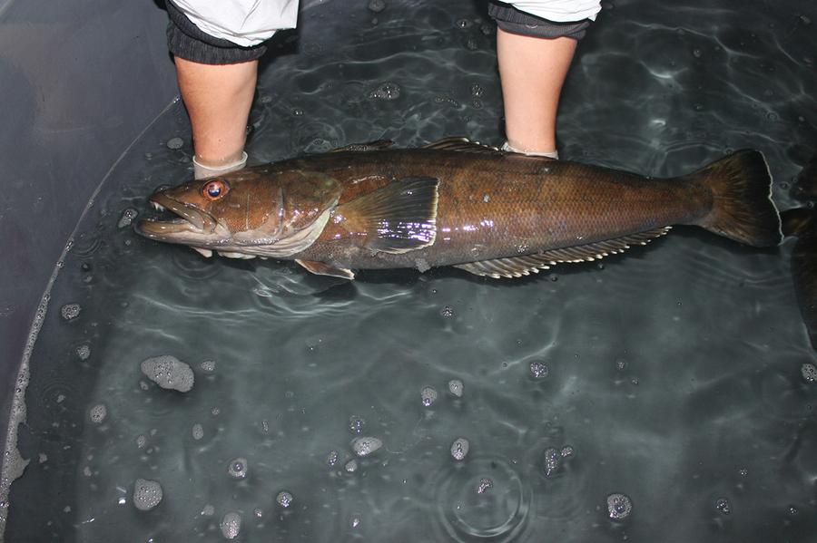 BACALAO ADULTO 1 web