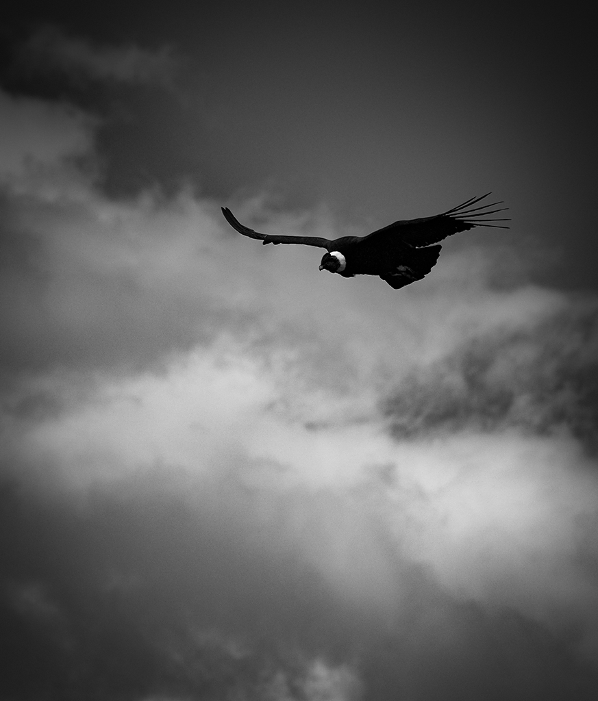 Condor y huemul