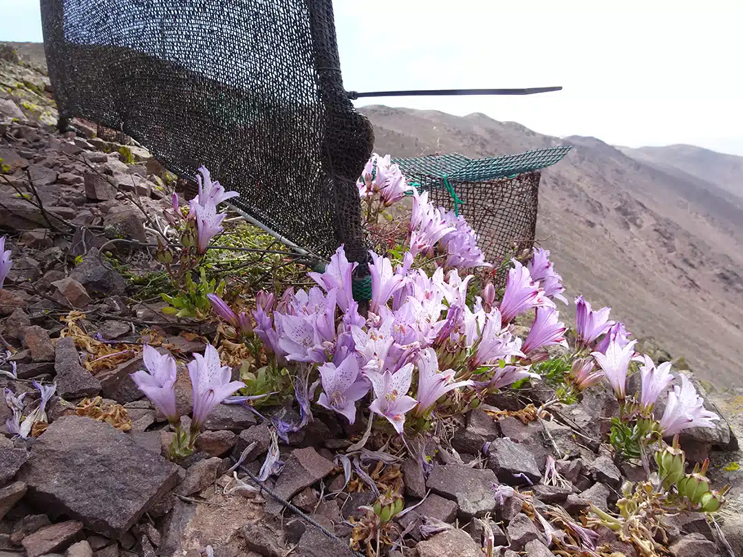 Oasis de Niebla santuario de la naturaleza-TI ed27-Raquel Pinto